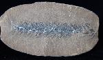 Lepidostrobus sp. BRONGNIART 1828 (Fruchtstand Schuppenbaum) - Bild © FossNet FossilienStore